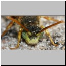 Nomada lathburiana - Wespenbiene m13.jpg